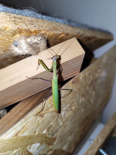 European Mantis