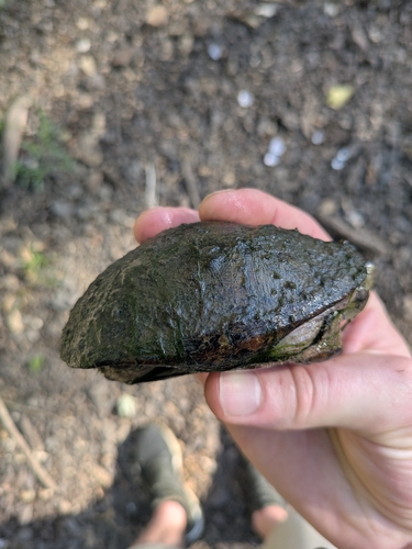Eastern Musk Turtle observed by dillybyrd