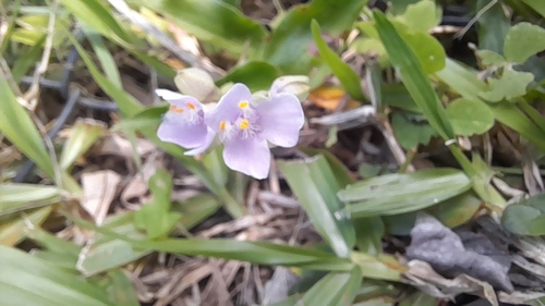 Tripogandra diuretica