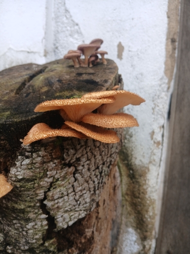 Panus strigellus