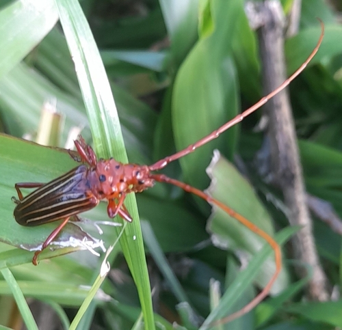 Chydarteres striatus