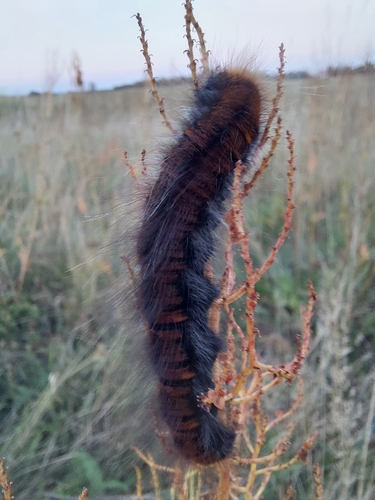 Fox Moth