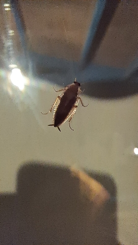 Tawny Cockroach
