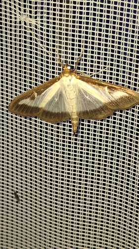 Jasmine Moth