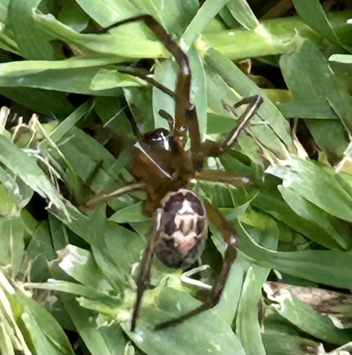 Noble False Widow