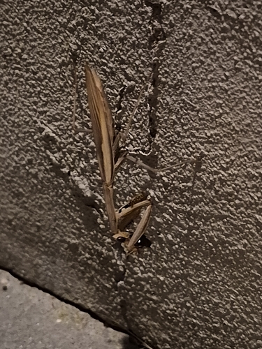 European Mantis