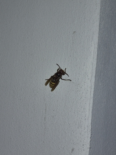 European Hornet