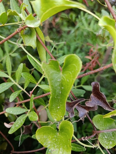 Rough Bindweed