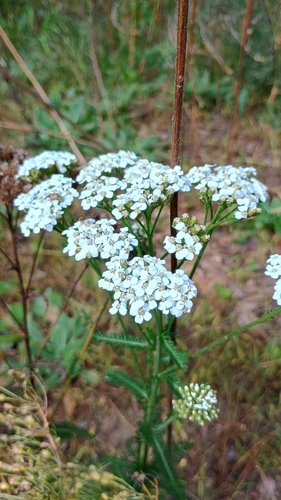 common yarrow