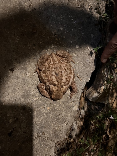 European Toad