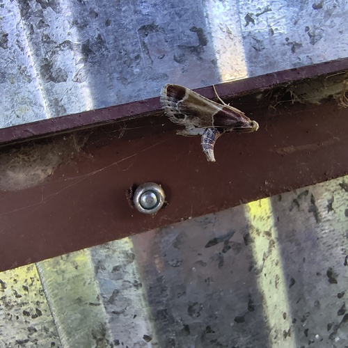 Meal moth