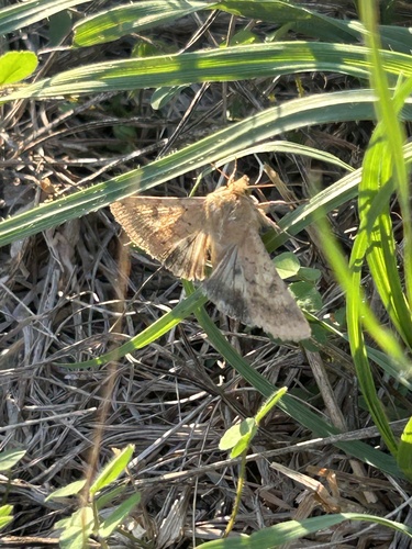 Cotton Bollworm Moth
