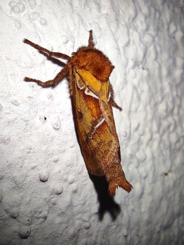 Orange Swift