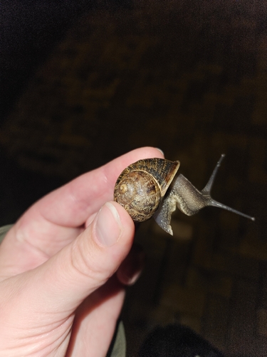Garden Snail