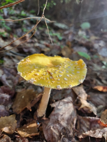 American Yellow Fly Agaric