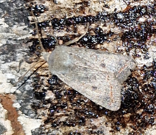 Red-line Quaker