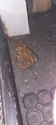European Toad