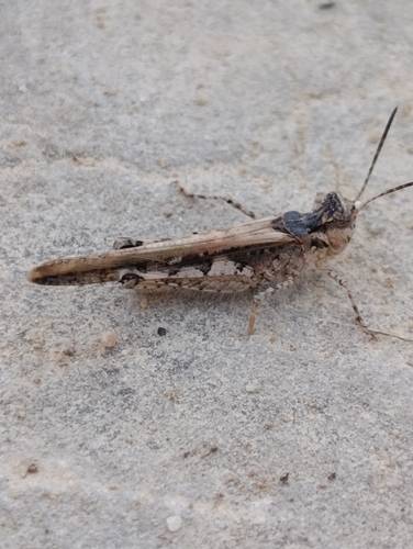 Slender Digging Grasshopper
