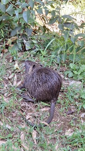 Coypu