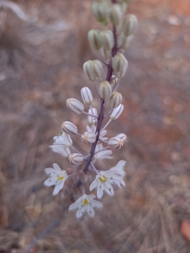sea squill