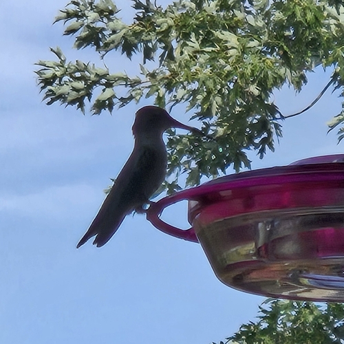Ruby-throated Hummingbird