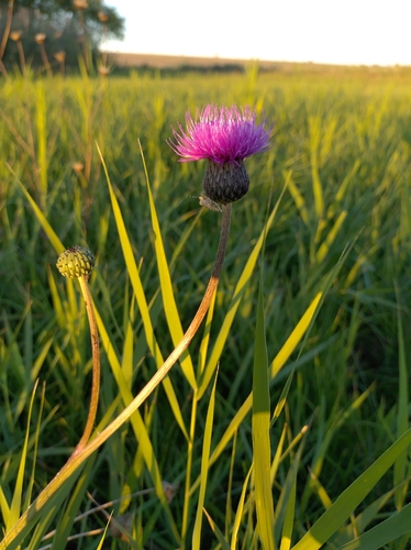 Queen Anne's thistle