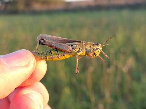 Large Marsh Grasshopper
