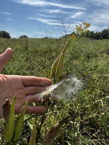 tall green milkweed