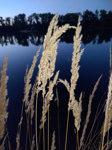 Bushgrass