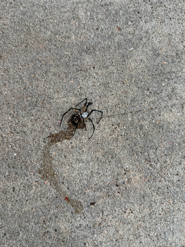 Yellow Garden Spider