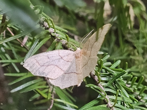 Hemlock Looper Moth