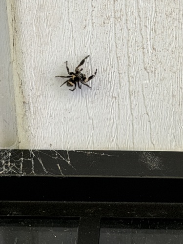 canopy jumping spider