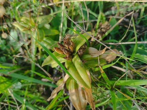 Cross Gentian