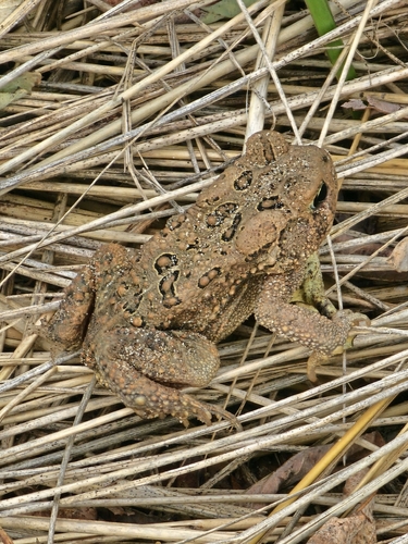 American Toad