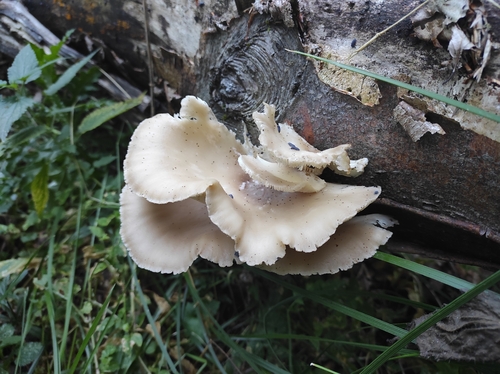 pale oyster