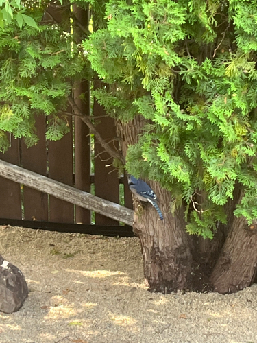Blue Jay observed by natalie1989