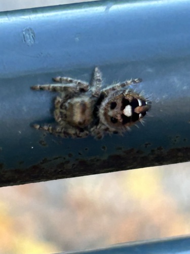 Bold Jumping Spider
