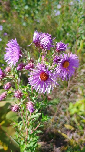 New England aster