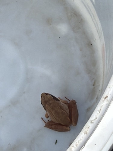Wood Frog observed by grant247