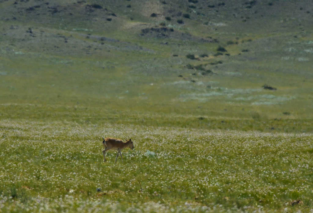 Mongolian Saiga in August 2014 by Pavel Komkov · iNaturalist