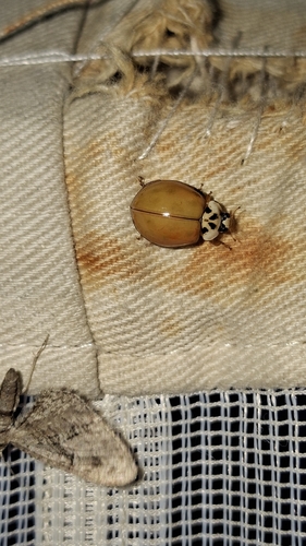 Asian Lady Beetle