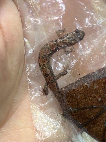 Ocoee Salamander