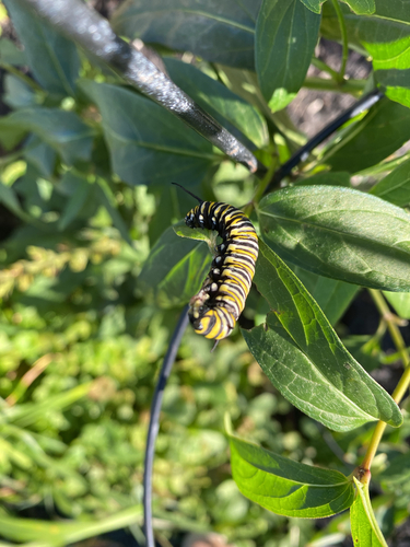 Monarch