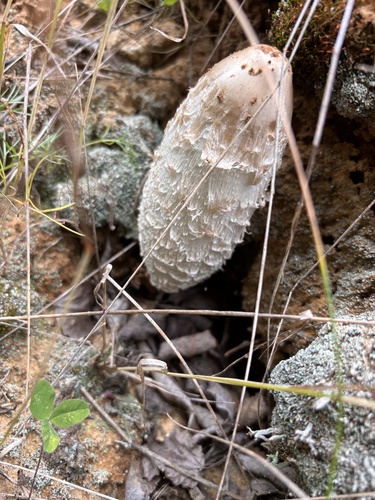 Shaggy Mane