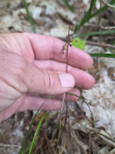 cleistogamous autumn coralroot