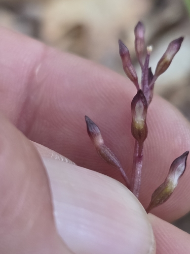 autumn coralroot