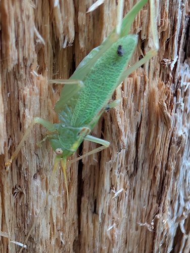 Oak Bush-cricket