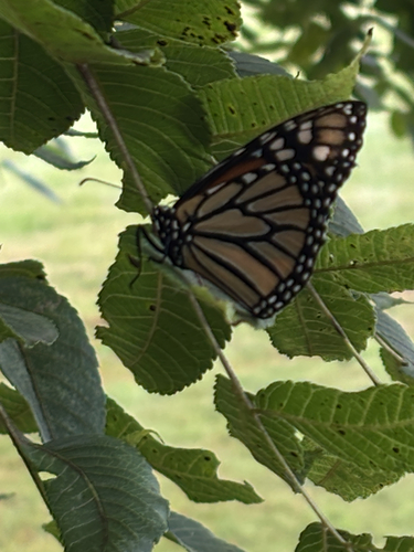 Monarch