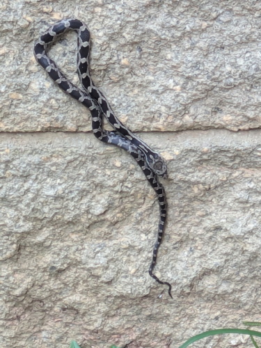Central Ratsnake