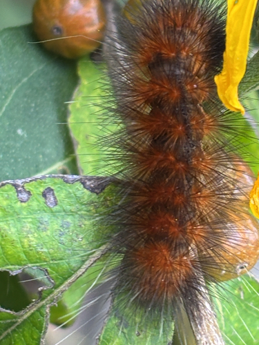 Virginian Tiger Moth
